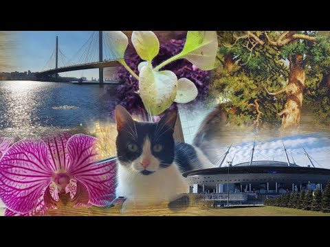 Видео: Вышивка и жизнь с 9-16 марта//Злая собака// Luca-s//Прогулка//Орхидеи//Петунии