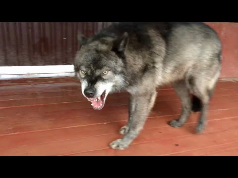 Видео: Канадский Волк Акела показывает характер. В Питере январская весна.