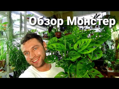 Видео: Обзор Монстер / Мечты цветанутого сбылись/