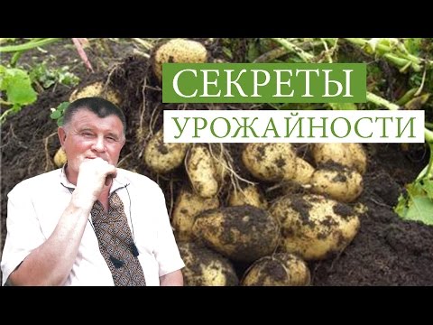 Видео: ПОДГОТОВКА ПОЧВЫ ДЛЯ КАРТОФЕЛЯ, СЕКРЕТЫ УРОЖАЙНОСТИ ПРИРОДНОГО ЗЕМЛЕДЕЛИЯ