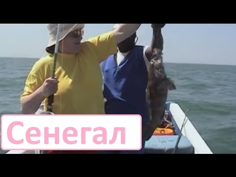 Видео: Планета рыбака - Сенегал и ее обитатели.