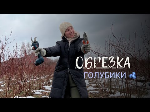 Видео: 🫐обрезка голубики @slavberryfarm   Блюкроп 🔖кустам больше 10 лет #голубика#обрезкаголубики