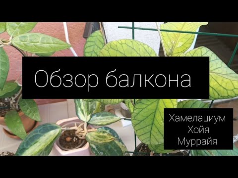 Видео: обзор балкона (хойи 🍀, хамелациум 🪴, муррайя 🍒)