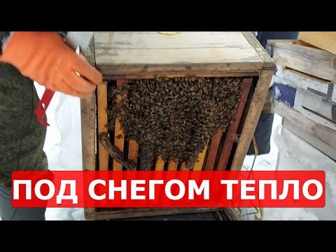 Видео: ЗИМОВКА ПЧЁЛ НА ВОЛЕ ПОД СНЕГОМ БЕЗ УТЕПЛЕНИЯ В ОДНОМ КОРПУСЕ РУТА/МОЁ ПЧЕЛОВОДСТВО