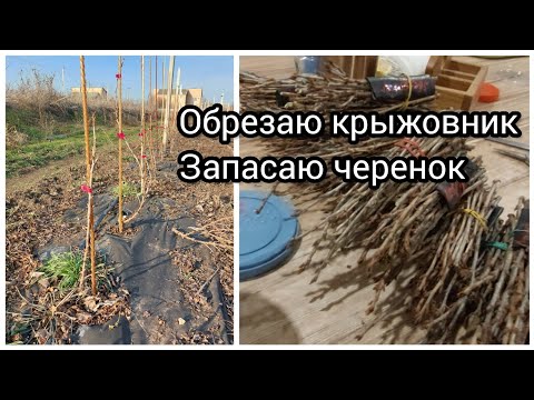 Видео: Обрезаю крыжовник, заготавливаю черенки