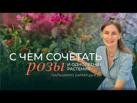 Видео: С чем сочетать розы и однолетние растения: бархатцы, бальзамин и др.