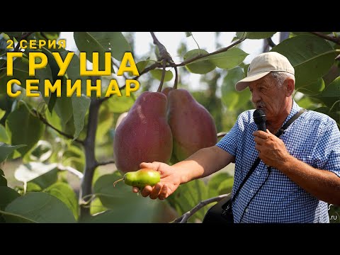 Видео: Груша, вкусная и выгодная культура. Семинар с.Малакановское, серия 2