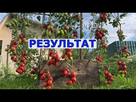 Видео: Эксперимент Томат в 9 стеблей 40 кг плодов в ОГ Подмосковье