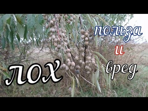 Видео: Без ЛОХА и Жизнь ПЛОХА! Польза и Вред Дикой Маслины. ЛОХ Узколистный