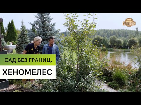 Видео: Выращивание хеномелеса \  Пробуем варенье \ Сад без границ