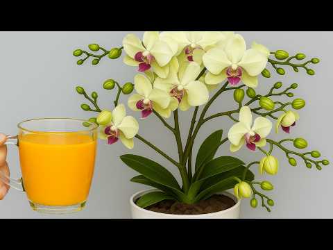 Видео: 🌸 С помощью этой волшебной воды орхидеи мгновенно расцветут круглый год.