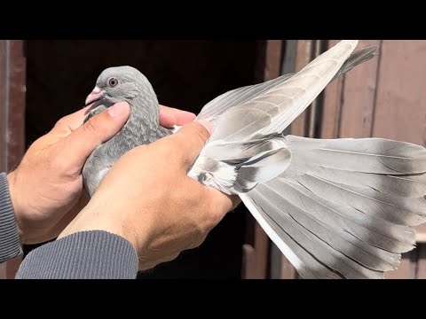 Видео: Николаевские голуби. Молодняк 22.04.2025