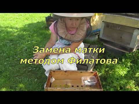 Видео: Замена матки методом Филатова