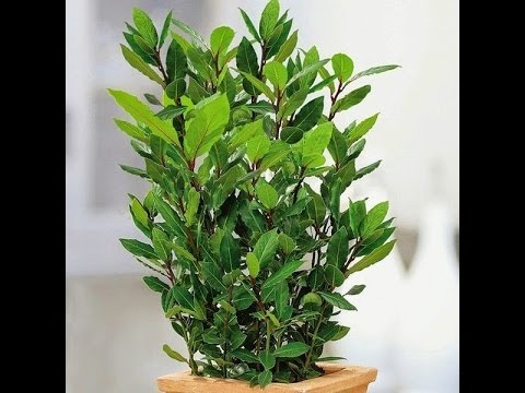 Видео: Лавр благородный. Размножение черенками.Часть 2.