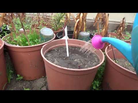 Видео: Готовлю восточные лилии к зимовке.