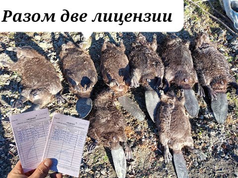Видео: Шок! Закрыл две лицензии за раз/8 капканов 8 бобров/#охотанабобра#трофейныебобры