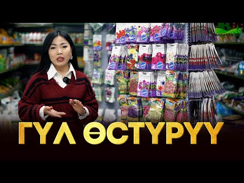 Видео: Гүл өстүргөнгө эмнелер керек? Уруктар, даяр жер (грунт), удобрениялар, лампа жана башкалар. АГРОМИР