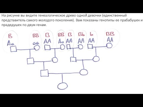 Видео: Разбор заданий отборочной олимпиады по биологии