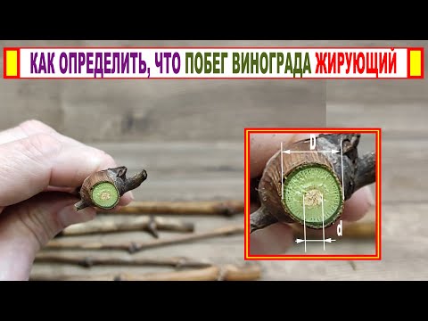 Видео: 🍇 ЖИРУЮЩИЕ ПОБЕГИ и черенки на винограде. Как их определить? И это совсем не то, что Вы думаете!