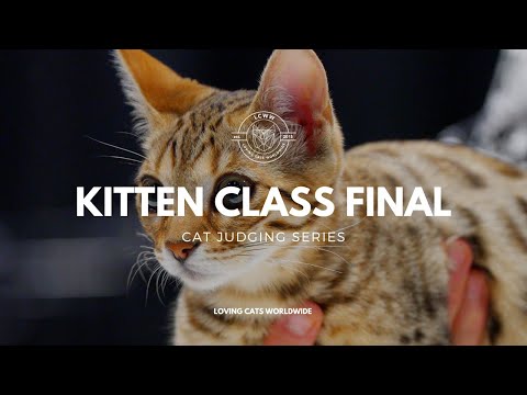 Видео: Судейство кошек: финал класса котят из Портленда, 2023