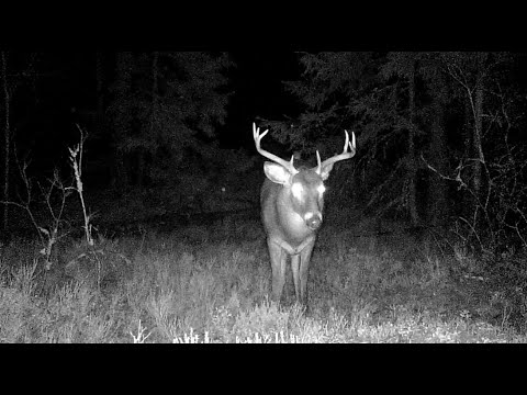 Видео: Білохвості у себе вдома.