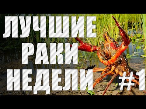 Видео: ЛРН выпуск №1 [Лучшие Раки Недели]