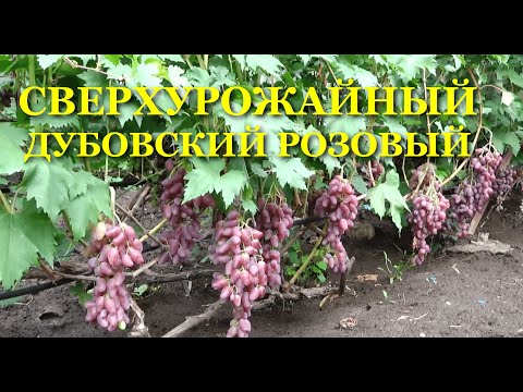 Видео: ДУБОВСКИЙ РОЗОВЫЙ - СВЕРХУРОЖАЙНЫЙ ВИНОГРАД