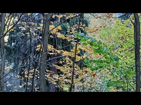 Видео: 226. Про малодушие у монаха и про "я не спасусь"