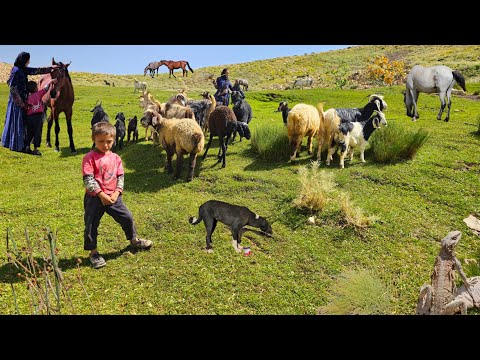 Видео: Кочевая жизнь: Кочевые девушки пасут овец на вершине 🐑 | Кочевое молочное хозяйство в дикой природе