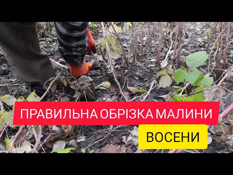 Видео: ОБРІЗКА МАЛИНИ ВОСЕНИ // ЯК ПРАВИЛЬНО ОБРІЗАТИ МАЛИНУ, ЩОБ БУВ ХОРОШИЙ УРОЖАЙ?? @Life_in_village