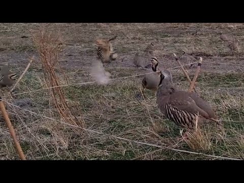 Видео: 16 декабря 2024 г.