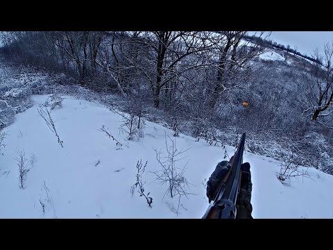 Видео: ЗАГОННАЯ ОХОТА НА ЛИСУ И ЗАЙЦА! ДУМАЛА ПРОСКОЧИТЬ МИМО!