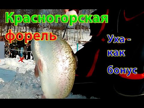 Видео: Красногорск форель. Сколько поставух на один кв метр !!!!! Основной водоем. Уха как бонус. Весна.