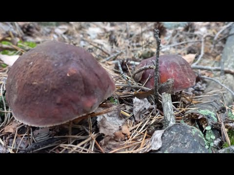Видео: За Боровыми Грибами КОРОЛЯМИ 👑🔥 с ФоНАРИКОМ это Болезнь 🙈🤣