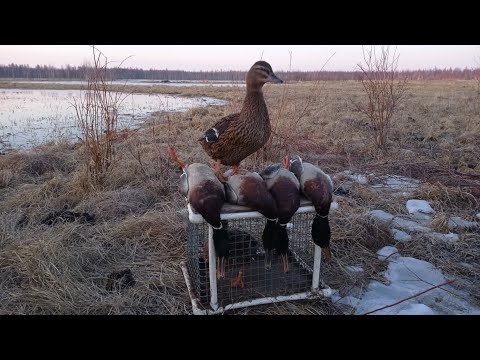 Видео: Охота на селезня с подсадными утками в Якутии! Весна 2025 года.