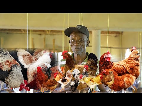 Видео: РАССМОТРИТЕ ЭТУ МЕСТНУЮ ПОРОДУ ДЛЯ ПТИЦЕВОДЧЕСКОГО БИЗНЕСА И СТАНЬТЕ МИЛЛИОНЕРОМ В КРАТЧАЙШЕЕ ВРЕМЯ