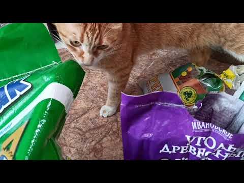 Видео: Грунт для суккулентов. Какой состав грунта я использую постоянно.