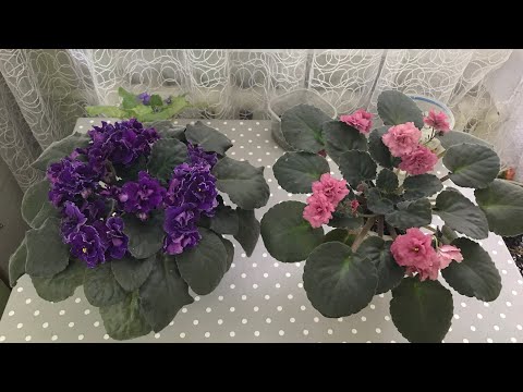 Видео: Які добрива потрібні, щоб наростити великі розетки фіалочок?🌸🌸🌸😍🥰