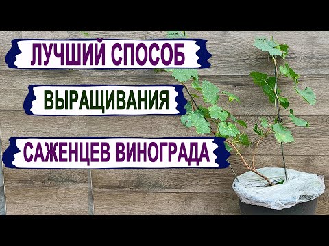 Видео: 🍇 Лучший СПОСОБ ВЫРАЩИВАНИЯ саженцев ВИНОГРАДА . Обязательно ЭТО сделай в СЛЕДУЮЩЕМ ГОДУ.