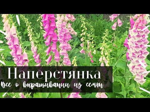 Видео: Наперстянка из семян - все этапы выращивания для прекрасного цветения