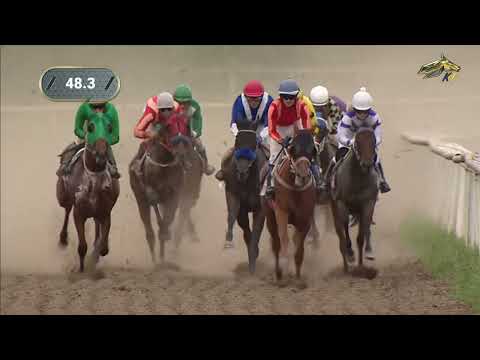 Видео: Приз имени В.И. Краснобрижего, директора АО "Конный завод "Восход"