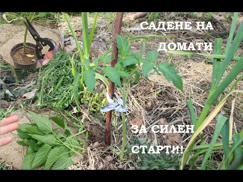 Видео: САДЕНЕ НА ДОМАТИ 12 ПОХВАТА ЗА СИЛЕН СТАРТ PLANTING TOMATOES 12 TIPS #двор #градина #permaculture