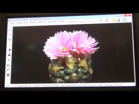 Видео: Род Ариокарпусы часть 2