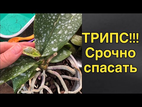 Видео: ТРИПСЫ // подбираем препараты