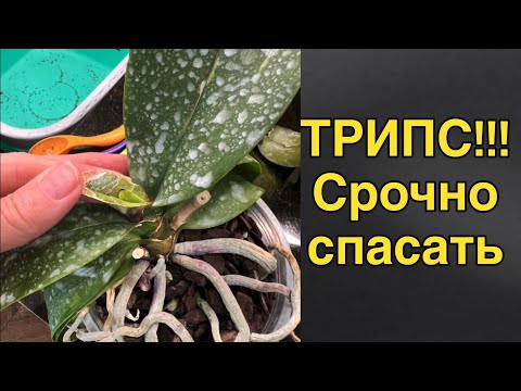 Видео: Прямой эфир: трипсы сожрали три орхидеи!!!