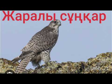 Видео: ЖАРАЛЫ СҰҢҚАР 1-ші бөлім | Повесть | Ә.Әбішев |