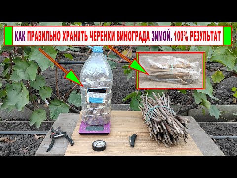 Видео: 🍇 Как ХРАНИТЬ ЧЕРЕНКИ ВИНОГРАДА зимой. Какие условия нужно создать для ИДЕАЛЬНОГО хранения.