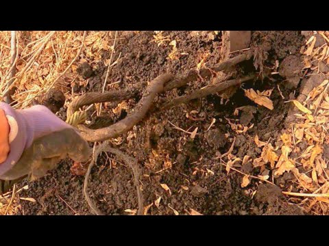 Видео: Тянем медный кабель #металлокоп #коп металла