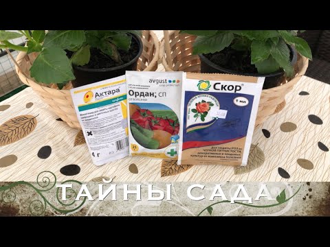 Видео: Срочно! Ирисы. Лечение ирисов от болезней. Борьба с вредителями ирисов. Болезни ирисов.
