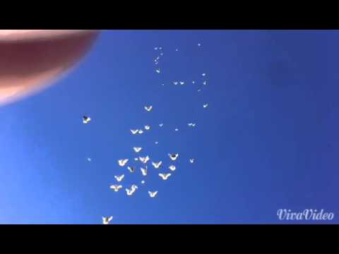 Видео: Николаевские голуби город Элиста